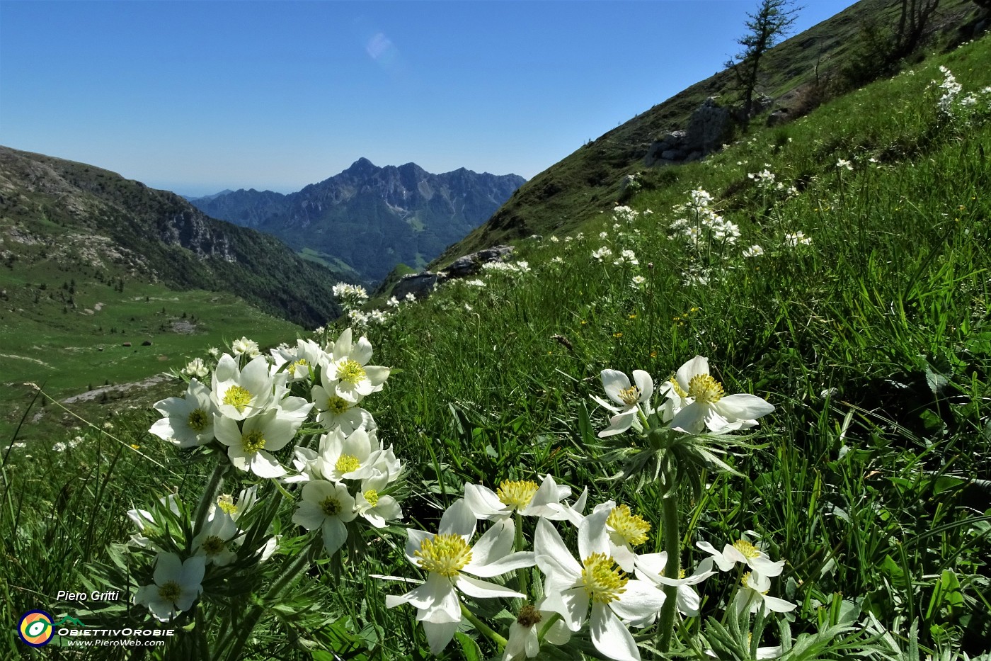 66 Distese di anemoni narcissini verso Val Vedra e Alben.JPG